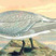 Lesser Crested Tern